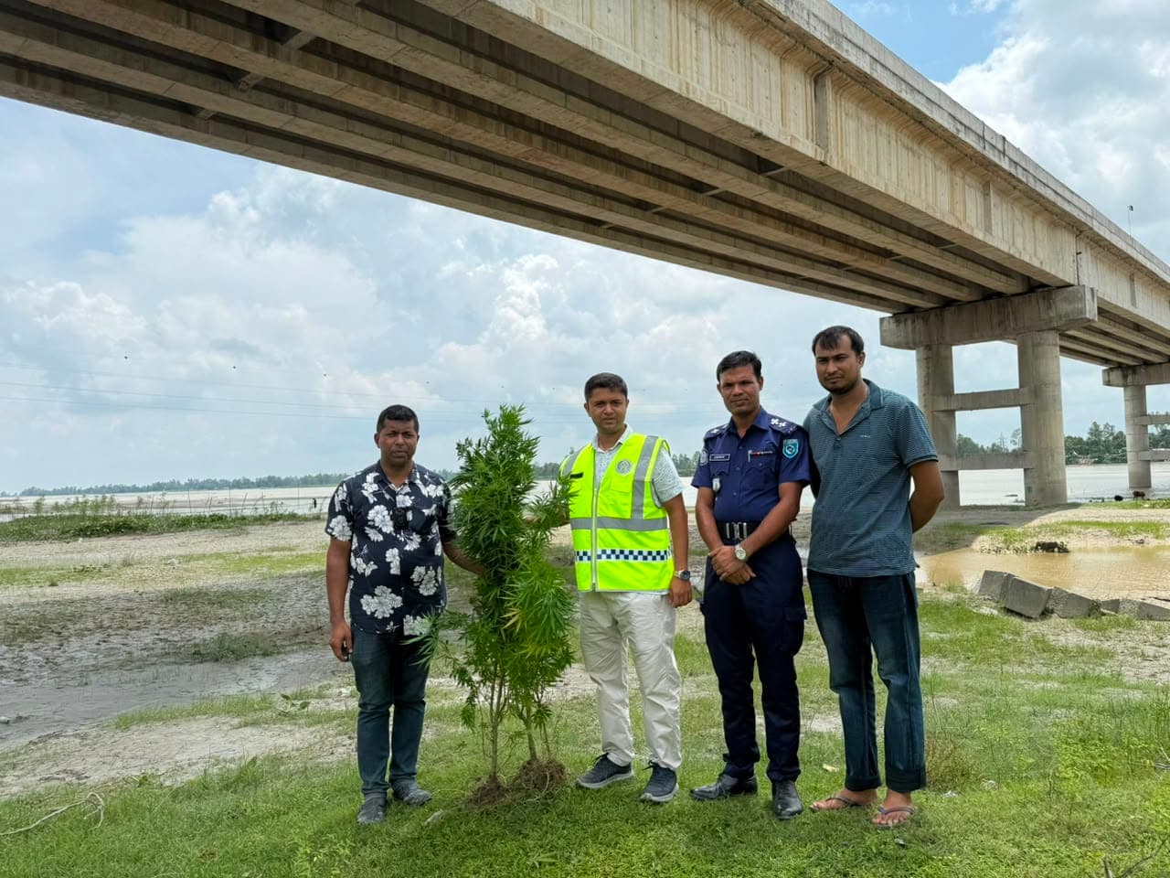 সাঁড়াশি অভিযানে কুড়িগ্রামে উন্মোচিত গাঁজা চাষ, গাঁজা গাছ উদ্ধার—গ্রেফতার চাষি