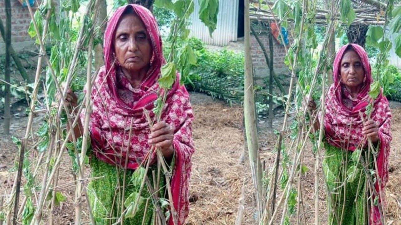 পাঁচবিবিতে মায়ের সবজি গাছ কেটে দিয়েছে ছেলেরা, প্রতিকার চেয়ে থানায় অভিযোগ